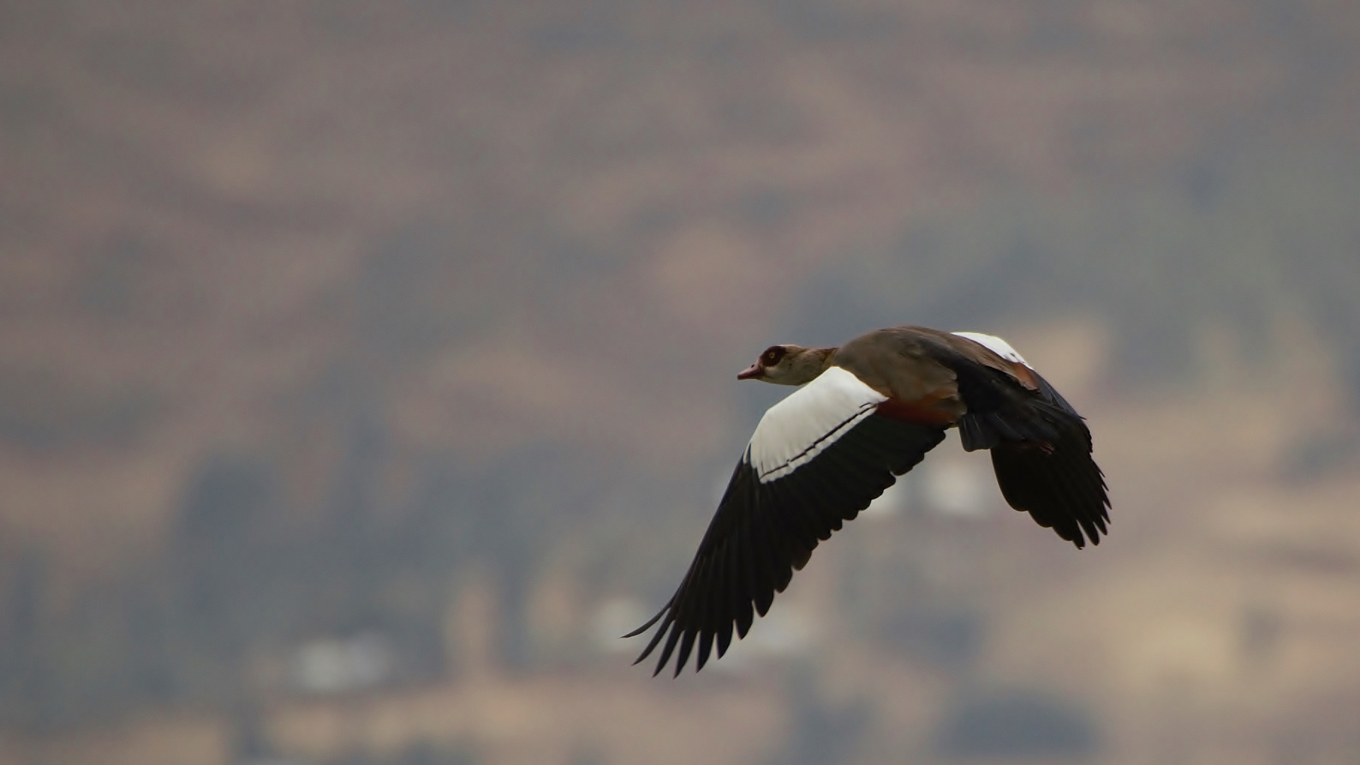 Egyptian Goose